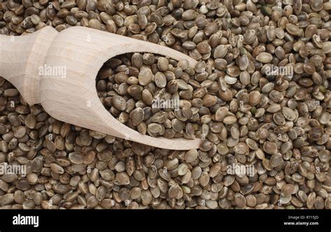 Hemp seeds (Cannabis sativa Stock Photo - Alamy