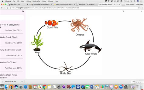 An ocean food chain is shown. Which organism is a tertiary consumer? A.clownfish B.brittle star ...