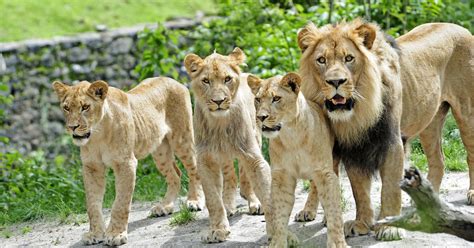 Lion Cubs Celebrate One Year At Bronx Zoo - CBS New York