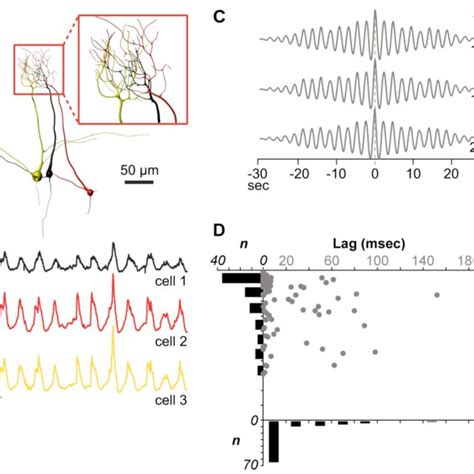 Kinetic of synaptic transmission, Epsp (red, thick) vs Ipsp (green,... | Download Scientific Diagram