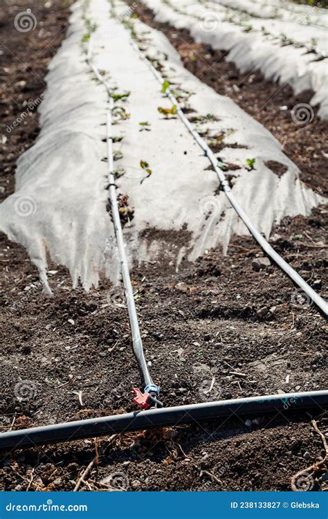 Drip Irrigation System in Modern Vegetable Garden Stock Image - Image of neat, agriculture ...