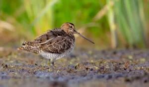 What Does A Snipe Bird Look Like? - My Bird Garden