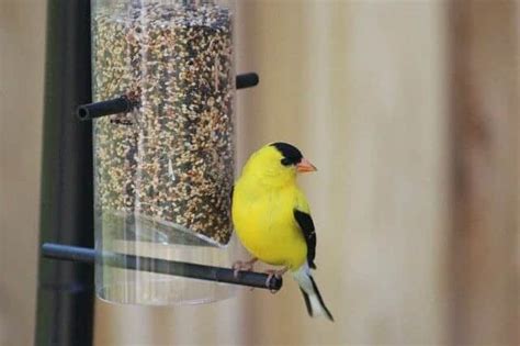 Feeding Finches Nyjer Seed and Other Favourite Seeds - Wild Bird Scoop