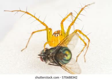 Yellow Female Lean Lynx Spider Oxyopes Stock Photo 570688342 | Shutterstock