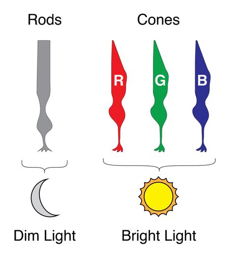 How do Enchroma glasses work? - Vision Upgrades