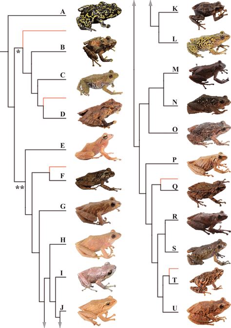 Morphological variation within Pristimantis, subgenus Huicundomantis. A... | Download Scientific ...