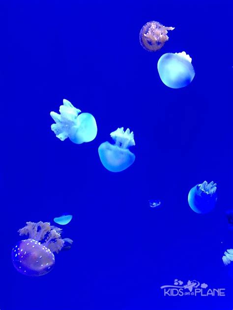 Ripleys Aquarium of Canada in Toronto Ontario - Jellyfish are always a ...