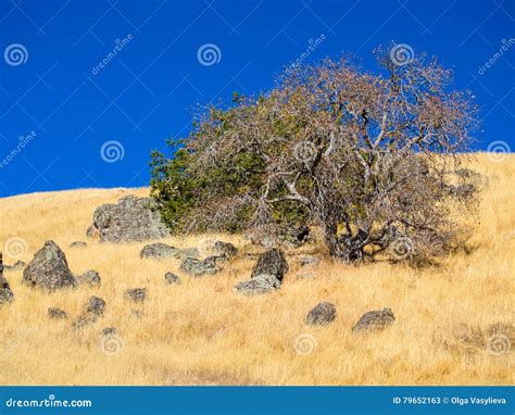 Single tree on the hill stock image. Image of forest - 79652163