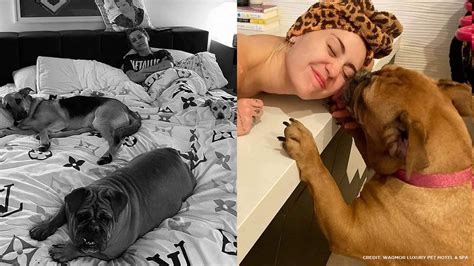 Singer Miley Cyrus adopts stray dog from Fresno - ABC7 Los Angeles