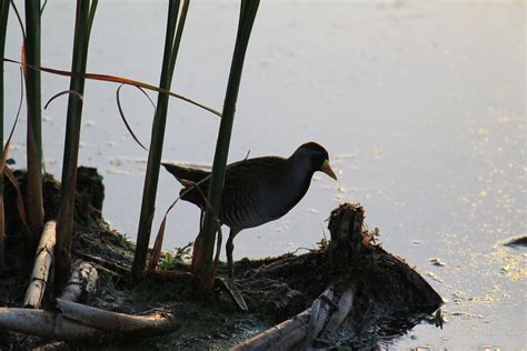 Sora - Paradise Valley State Wildlife Area | Paradise valley, Wildlife ...