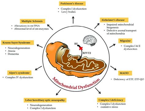 Mitochondrial Dysfunction In Fibromyalgia – What It Really Means | Fibromyalgia, Fibromyalgia ...