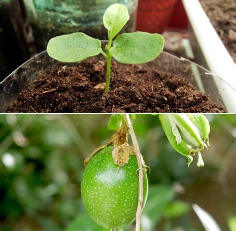 Growing Passion Fruit in Containers from Seed, Cuttings | Gardening Tips