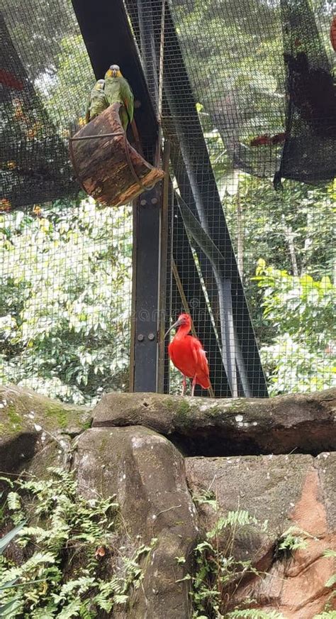 Guará Bird from Amazon Rainforest Brazil Stock Photo - Image of bird ...