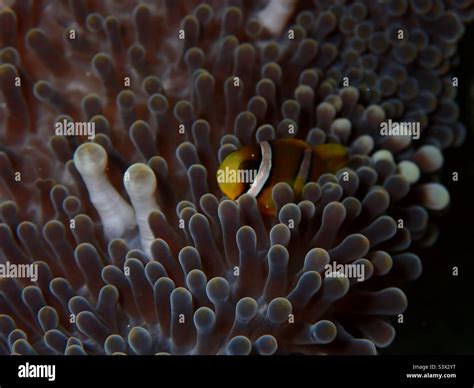 Clark’s clownfish, Amphiprion clarkii, on the magnificent sea anemone, Heteractis magnifica ...