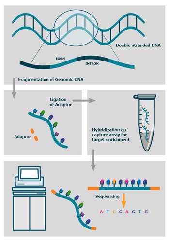 Whole Exome Sequencing Service | WES Sequencing | NGS