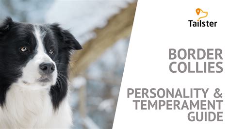 The Border Collie: Temperament And Personality Guide