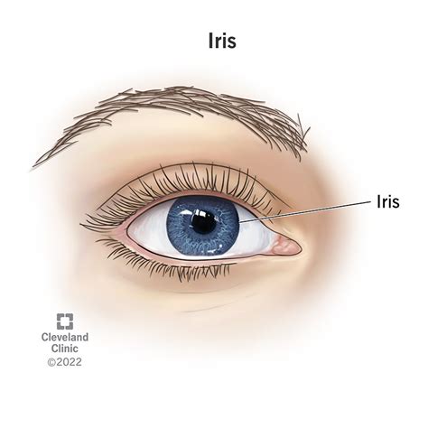 Iris of the Eye: Definition, Anatomy & Function