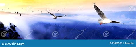 Sunrise and mist stock photo. Image of footage, meadow - 22869378