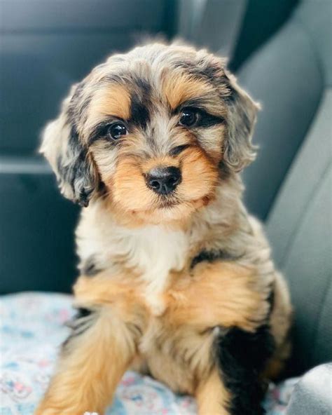 Miniature Aussiedoodle (Australian Shepherd & Poodle Mix) Cute Dogs ...