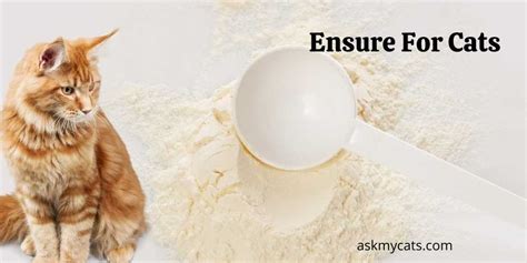 Ensure For Cats! Follow These Must Know Tips!