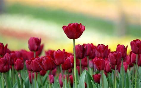 Field Nature Tulips wallpaper | 2560x1600 | #22854