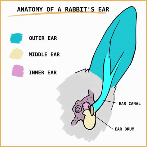 The Survival Species: Rabbit Anatomy From Nose To Tail