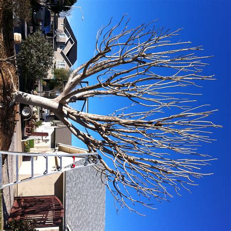 Caring for Frost-damaged Ficus Trees