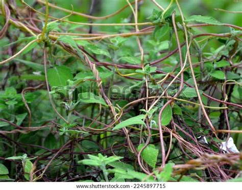 Cuscuta Plants During Flowering Season Climbers Stock Photo 2245897715 | Shutterstock