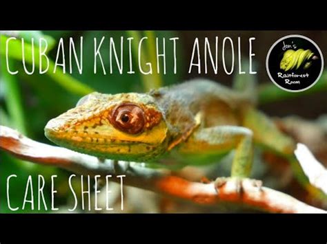 Cuban Knight Anole Care Sheet