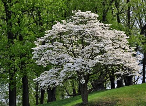 Buy Flowering Dogwood for Sale Online | Direct Native Plants