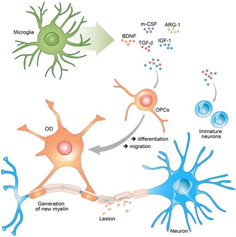 Frontiers | Beneficial Roles of Microglia and Growth Factors in MS, a Brief Review