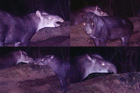 Bizarre Zoology: Discovery of New Tapir Species Confirms Native Testimony