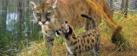 Catching Live Florida Panther Cubs Lands Man In Jail - AllOutdoor.com