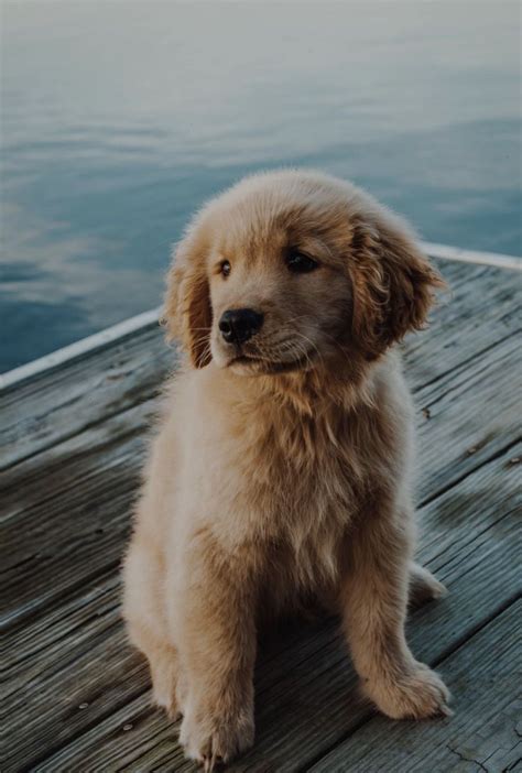 Golden Retriever puppy hanging out on the dock during summer. | Cute dogs, Cute dog wallpaper ...