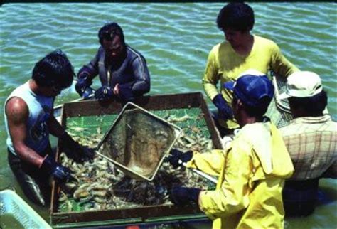 Freshwater Shrimp Farming – Harvesting Storage & Economic Feasibility | WorldWide Aquaculture