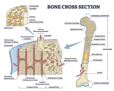 Bone Cross Section And Isolated Anatomical Detailed Structure Outline Diagram Stock Illustration ...