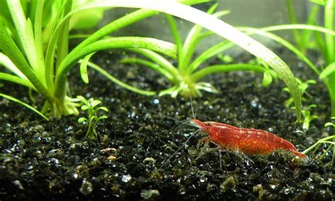 What Shrimp Can Live With Betta Fish? 7 Examples