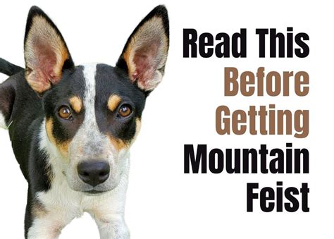 14 Things to Consider Before Buying a Mountain Feist Puppy