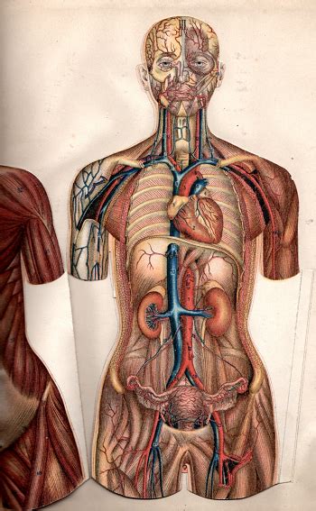 Structural Makeup Of The Human Body - Makeup Vidalondon