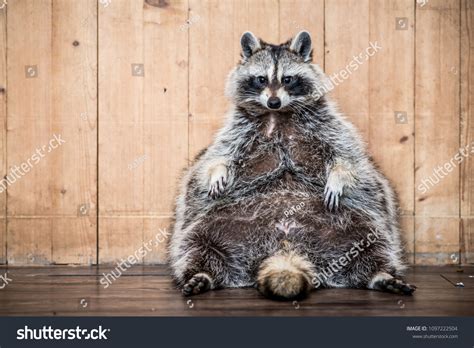 Fat Raccoon Stock Photos - 435 Images | Shutterstock