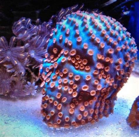 Cool ways to grow out chalice / encrusting corals | Reef2Reef