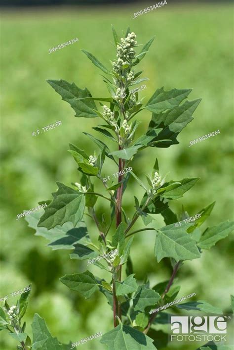 lamb's quarters, lambsquarters, pigweed, fat-hen (Chenopodium album), inflorescence, Germany ...