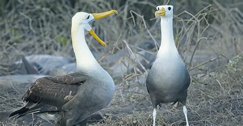 The Biography of Albatrosses and Their Oceanic Realm - The Worlds ...