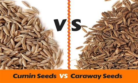 Caraway Seeds VS Cumin Seeds - Spiceitupp