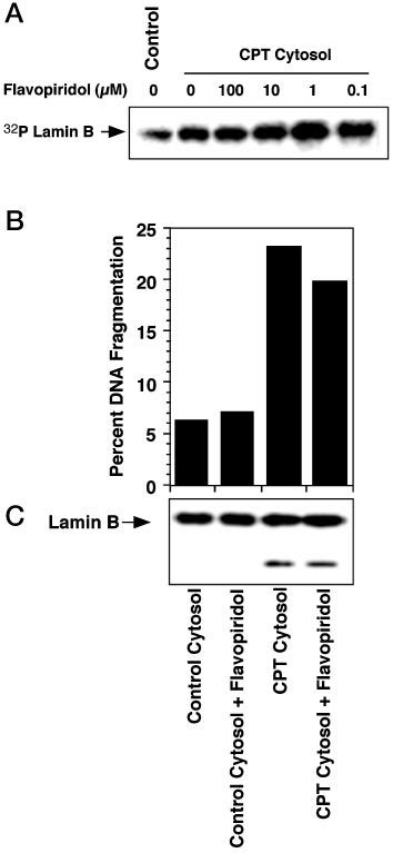 Effects of the cyclin-dependent protein kinase inhibitor flavopiridol... | Download Scientific ...