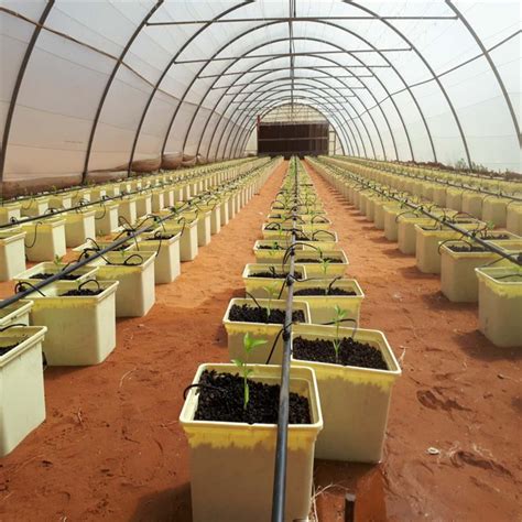 Commercial Tomato Greenhouse Agricultural Farming Equipment - China Bucket System and Hydroponic ...