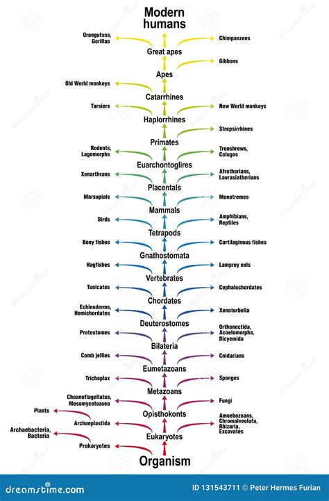 Human Evolution Tree