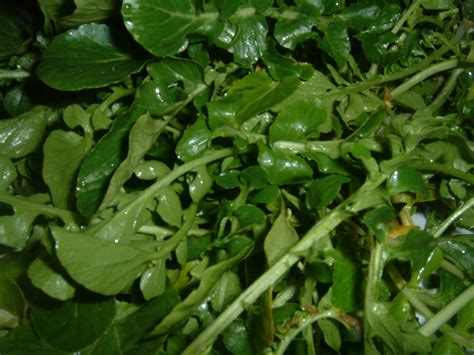 Watercress - Wikipedia