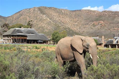 Inverdoorn Game Reserve safari from Cape Town | OutdoorTrip