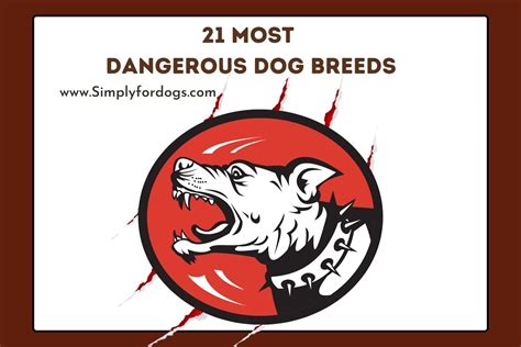 Most Dangerous Dog Breeds - (You Must Know) Simply For Dogs